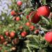 This year it is planned to harvest 475 tons of apples in Sevastopol