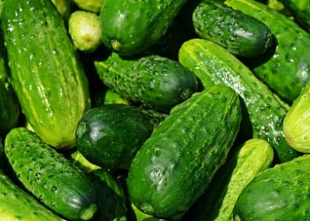 Cucumbers and tomatoes are harvested in the Lipetsk region both in greenhouses and in open ground