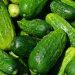 Cucumbers and tomatoes are harvested in the Lipetsk region both in greenhouses and in open ground