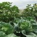Tips from specialists of the Krasnoyarsk Rosselkhoznadzor: how to protect the crop