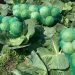 Cabbage and zucchini from Dubna can be found on the shelves throughout the country