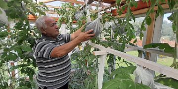 Yaroslavl farmer grows watermelons using his own agricultural technology