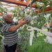 Yaroslavl farmer grows watermelons using his own agricultural technology