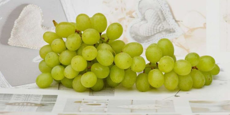 World exports of table grapes hit a record high