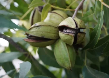 Texas Pecan – Native nut from the States goes global