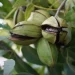 Texas Pecan – Native nut from the States goes global