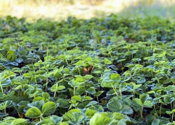In the Ivanovo region, a farmer is developing a project to grow strawberries