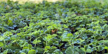 In the Ivanovo region, a farmer is developing a project to grow strawberries