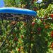 Fruit-picking drones can solve the farm labor shortage