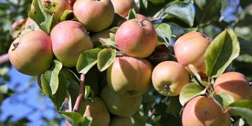 All-Russian charity event “Apples for Children” will be held in the Tambov region