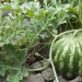 Watermelons from Kabardino-Balkaria are famous for their taste