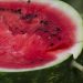 Watermelon harvesting season begins in Crimea
