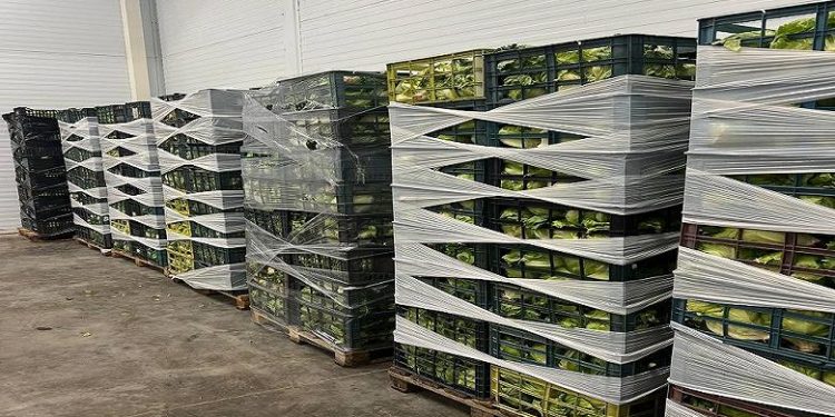 A farmer from Tatarstan asks to stop the import of lettuce and currants