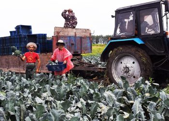 Chernyansk farmers started collecting early varieties of cabbage