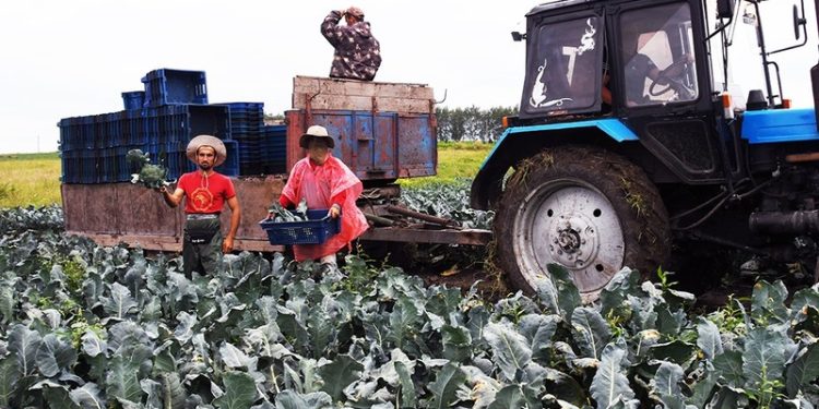 Chernyansk farmers started collecting early varieties of cabbage