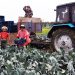 Chernyansk farmers started collecting early varieties of cabbage