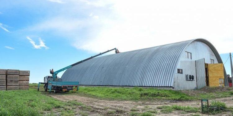Vegetables and potatoes intend to keep the leading peasant farm in the Amur region