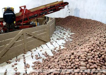 Nearly 44% of area under potatoes harvested in Belarus