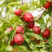 Favourable Weather Means British Apple Season 2022 Has Started Early