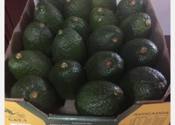 Due to the ban on early harvesting of avocados the sizes and maturity improved substantially