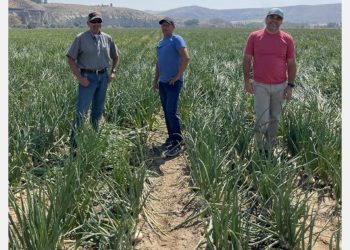 Kicking off fall onion season in the Northwest