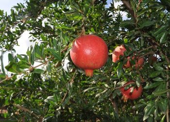 California pomegranate season sees strong demand for the smaller crop