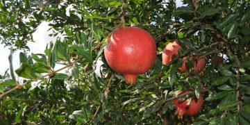 California pomegranate season sees strong demand for the smaller crop