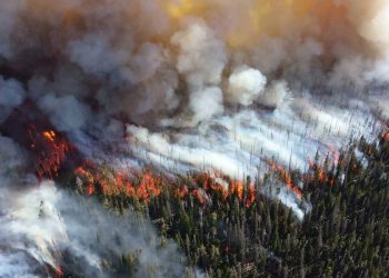 Wildfire Smoke’s Influence on Potato Crops Under Study