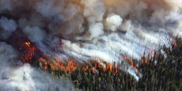 Wildfire Smoke’s Influence on Potato Crops Under Study