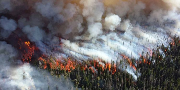 Wildfire Smoke’s Influence on Potato Crops Under Study