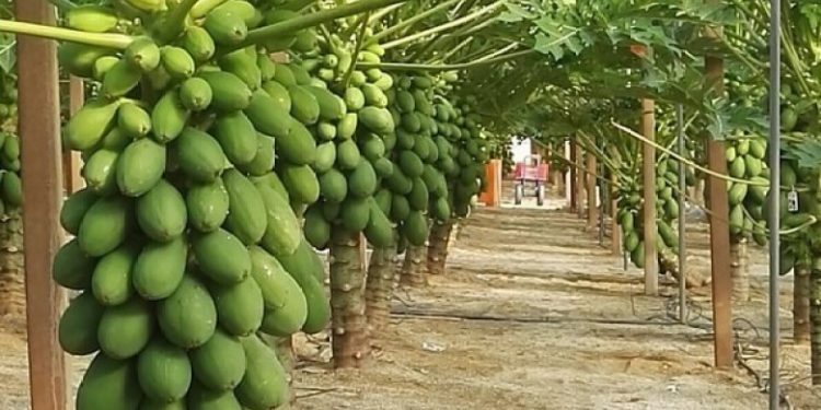 Smaller papayas sell better on the European market