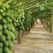 Smaller papayas sell better on the European market