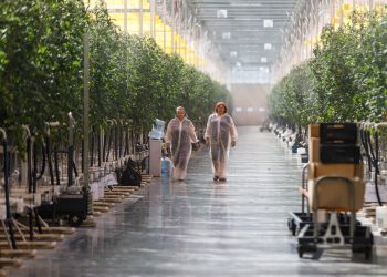 “My job is to put droppers to cucumbers”: stories of vegetable growers of one of the largest greenhouses in Russia