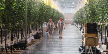 “My job is to put droppers to cucumbers”: stories of vegetable growers of one of the largest greenhouses in Russia