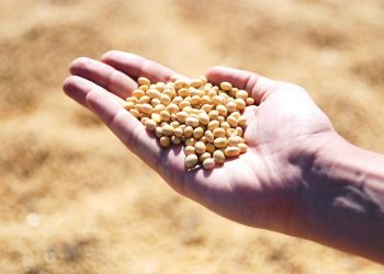 Seaside farmers have increased the yield of soybeans to 17 quintals