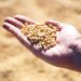 Seaside farmers have increased the yield of soybeans to 17 quintals