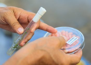 The leader of the domestic selection of vegetable crops will build a seed-growing complex in Yegoryevsk