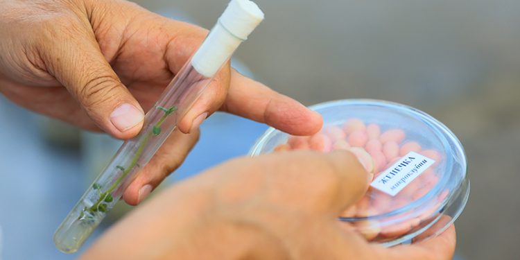 The leader of the domestic selection of vegetable crops will build a seed-growing complex in Yegoryevsk