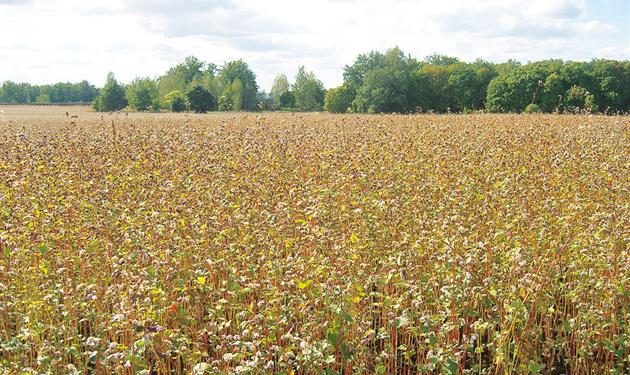 Samara fields are under the reliable protection of the products of the company “Shchelkovo Agrochem”