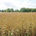 Samara fields are under the reliable protection of the products of the company “Shchelkovo Agrochem”