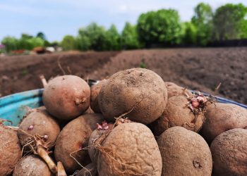 Vegetable growing in the Amur region has become profitable