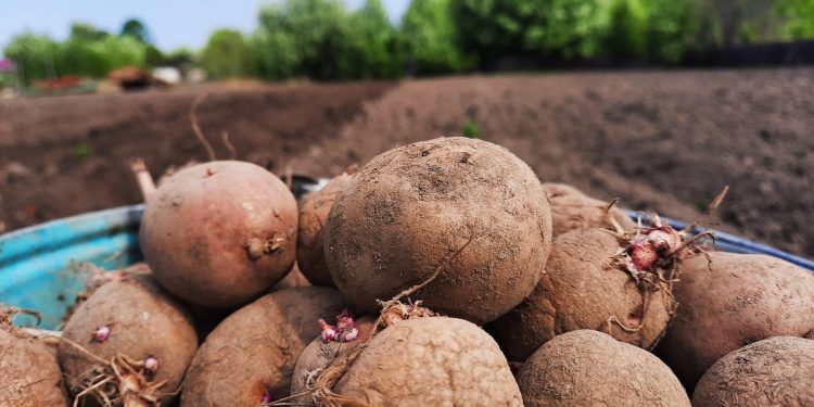 Vegetable growing in the Amur region has become profitable