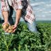 In organic farms, the potato harvest this year is worse than last year, admitted the chairman of the Board of the Union of Potato Growers and Processors Aiga Kraukle.