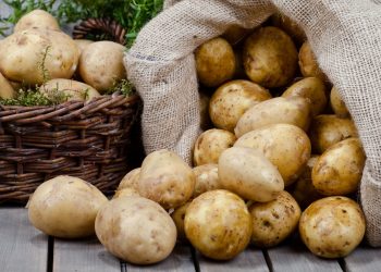 Novosibirsk farmers are ready to throw out grown potatoes