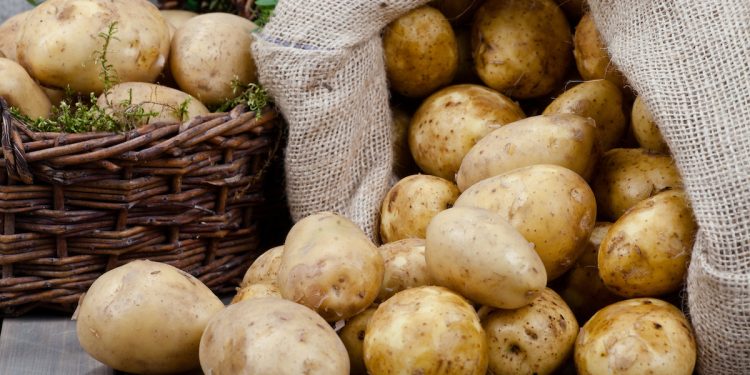 Novosibirsk farmers are ready to throw out grown potatoes