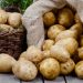 Novosibirsk farmers are ready to throw out grown potatoes