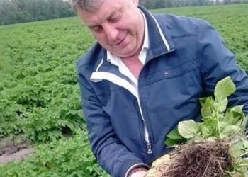 Bryansk region has stalled with the harvesting of every 8th kilo of Russian potatoes.