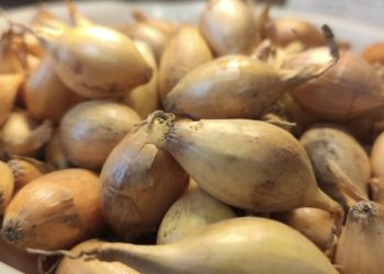 Specialists of the Krasnoyarsk Rosselhozcenter checked the quality of onion-sowing