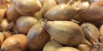 Specialists of the Krasnoyarsk Rosselhozcenter checked the quality of onion-sowing