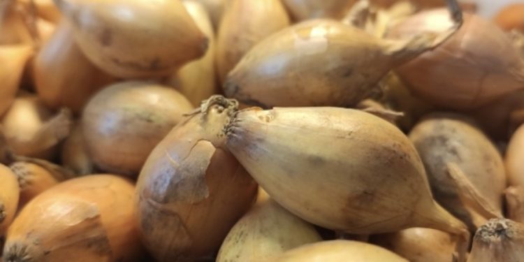 Specialists of the Krasnoyarsk Rosselhozcenter checked the quality of onion-sowing